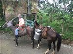 lechero a caballo (milkman on a horse)